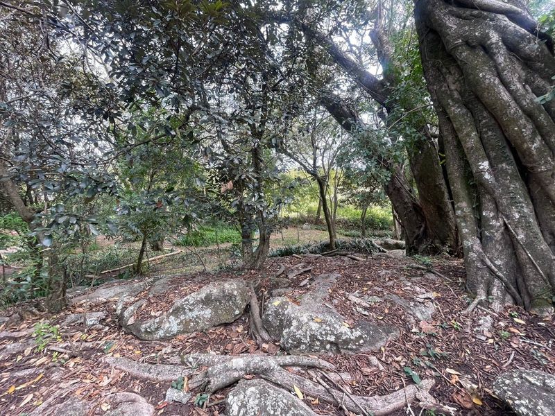 A natural, wooded garden area featuring mature trees and large, exposed rock formations, providing a serene and established outdoor environment.