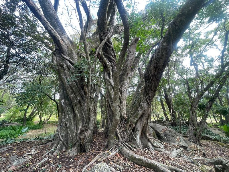 A scenic garden area featuring large, mature trees and natural rock formations, providing a tranquil and established outdoor environment.