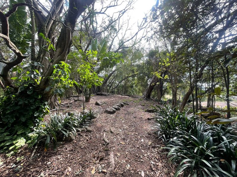 A natural, wooded garden area featuring mature trees, established ground cover, and natural rock formations, offering a serene and shaded outdoor environment.