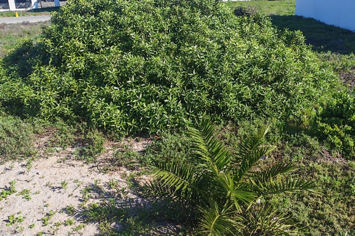 A view of the vacant residential land featuring established shrubbery and a small palm tree on a sandy plot.