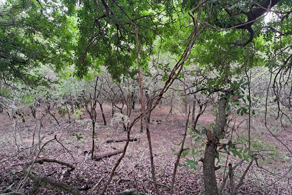 Vacant Land For Sale in Marloth Park Mpumalanga - Photo 4
