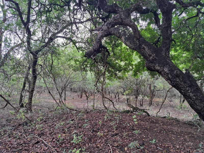 Vacant Land For Sale in Marloth Park Mpumalanga - Photo 2