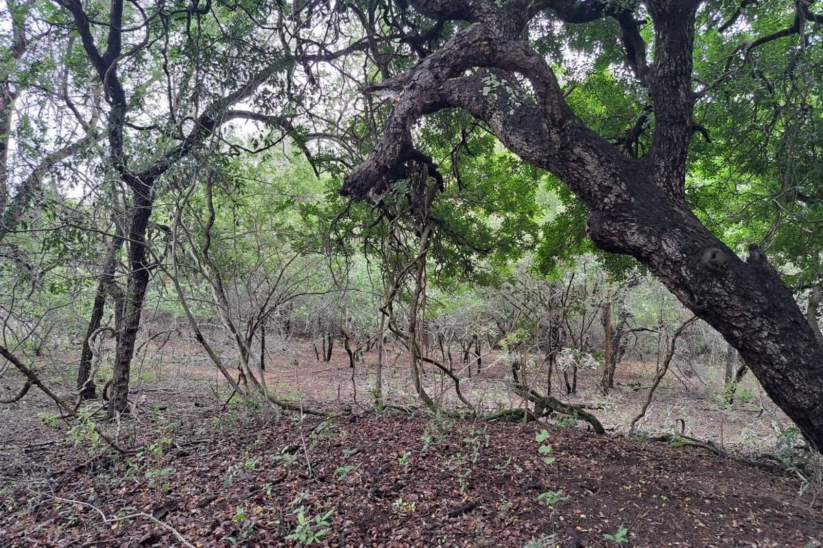 Vacant Land For Sale in Marloth Park Mpumalanga - Photo 2