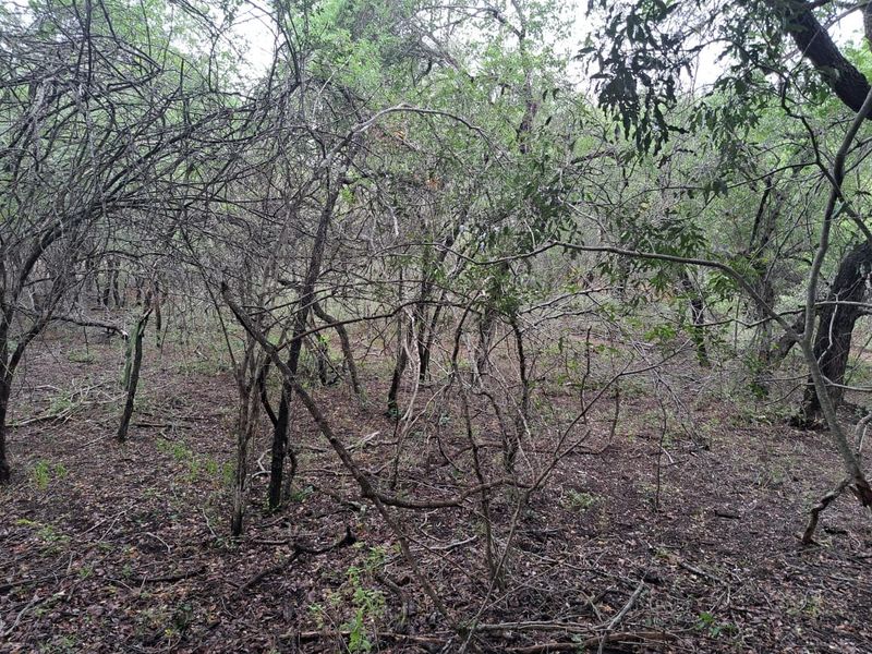 Vacant Land For Sale in Marloth Park Mpumalanga - Photo 5