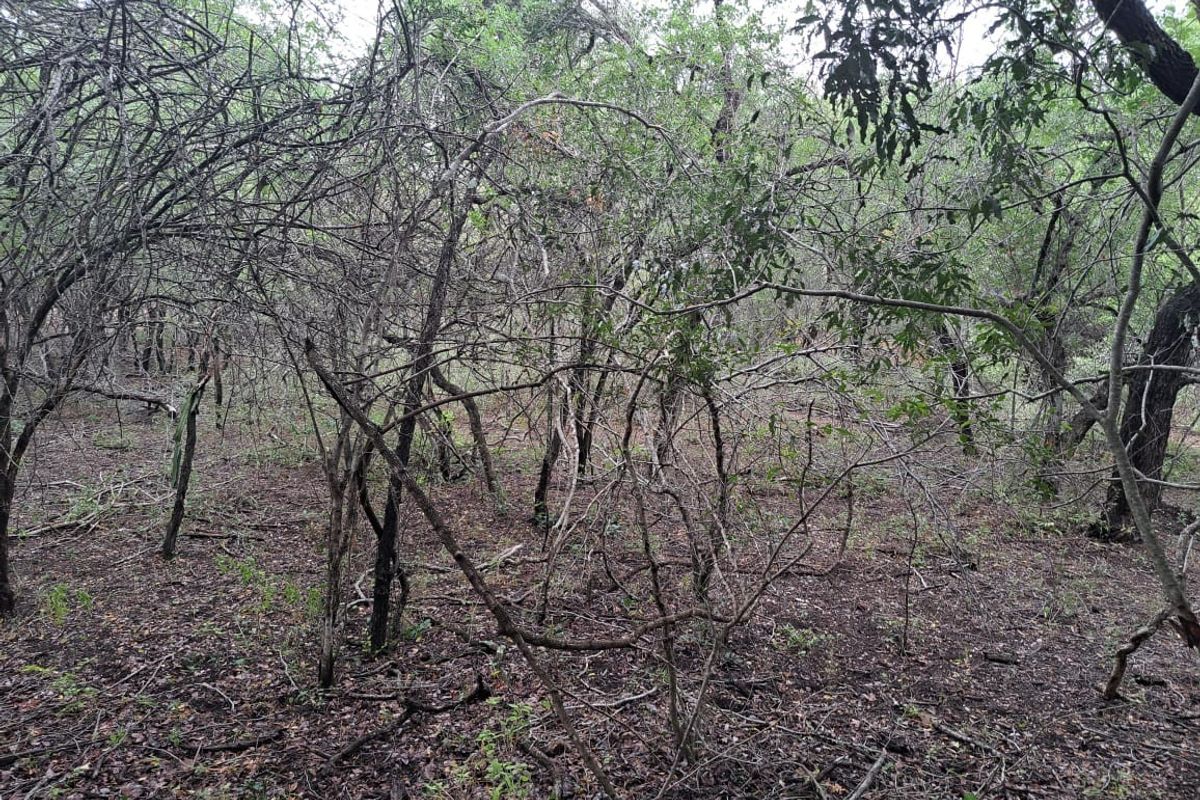 Vacant Land For Sale in Marloth Park Mpumalanga - Photo 5