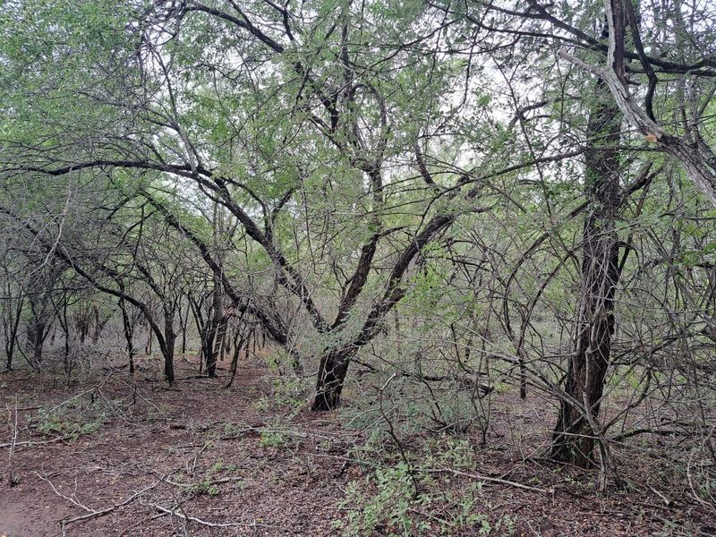 Vacant Land For Sale in Marloth Park Mpumalanga - Photo 8