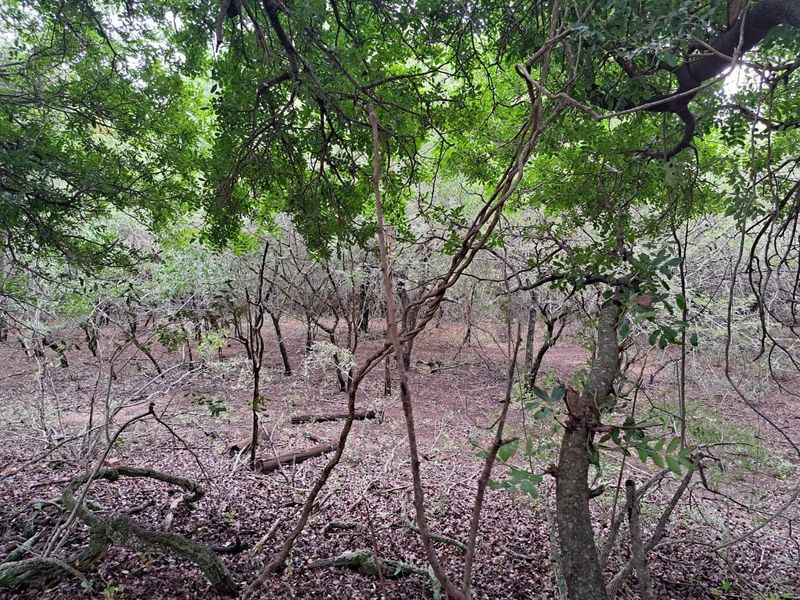 Vacant Land For Sale in Marloth Park Mpumalanga - Photo 3