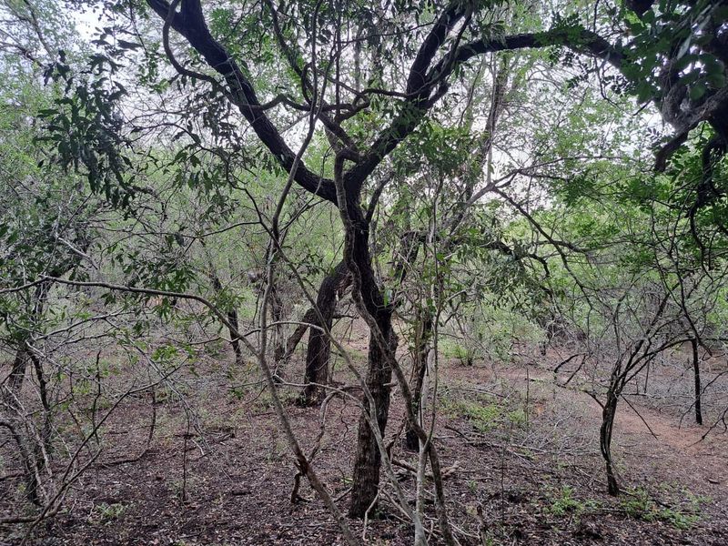 Vacant Land For Sale in Marloth Park Mpumalanga - Photo 7
