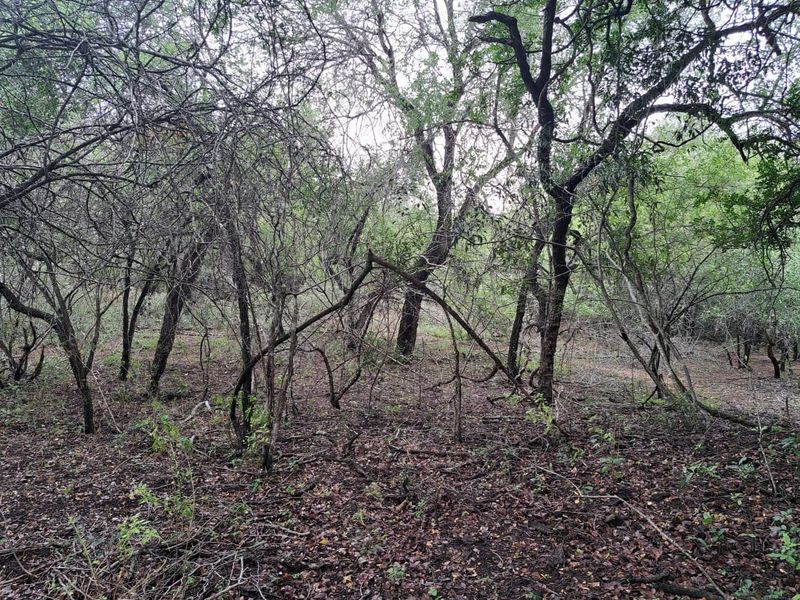Vacant Land For Sale in Marloth Park Mpumalanga - Photo 6