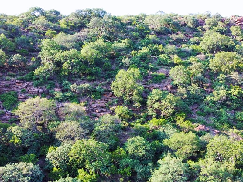 A scenic view of a natural rocky hillside covered in dense indigenous vegetation and mature trees, showcasing the property's natural landscape.