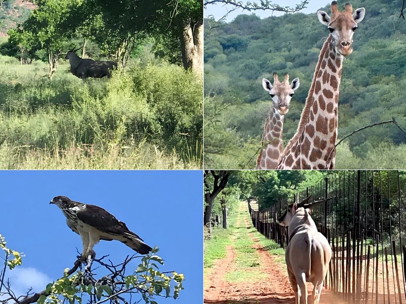 A collage of wildlife and natural landscape views on the farm property.