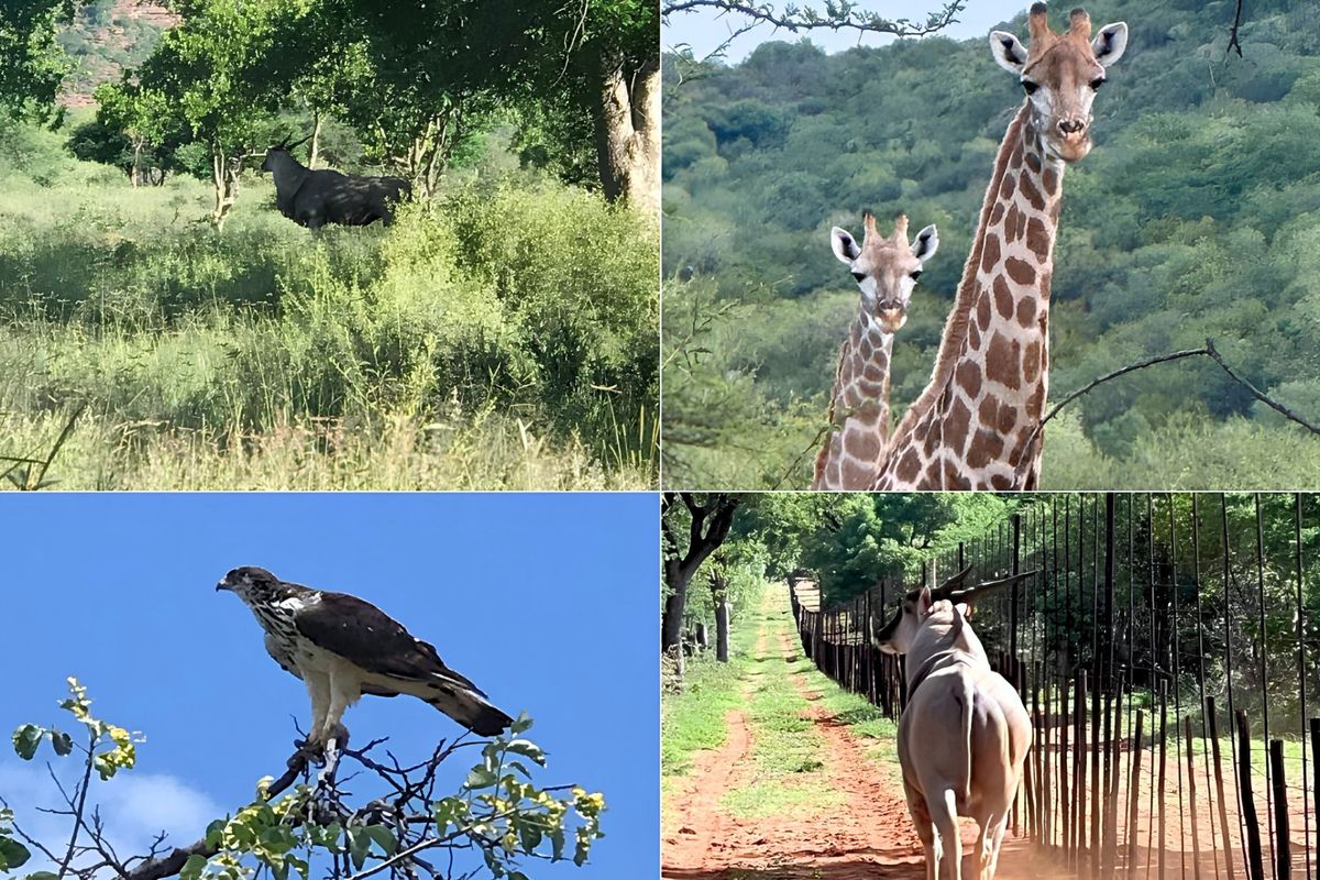 A collage of wildlife and natural landscape views on the farm property.