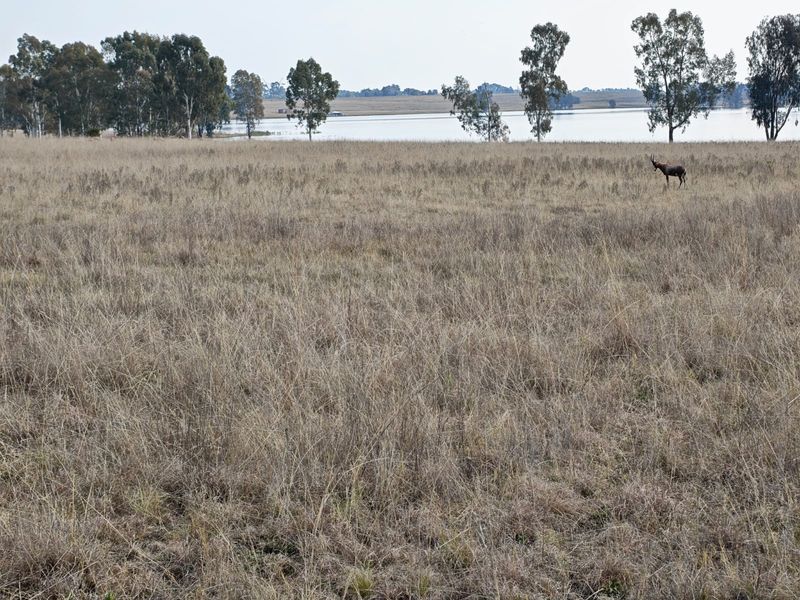 Small Holding For Sale in Metsimaholo, Oranjeville - Photo 6