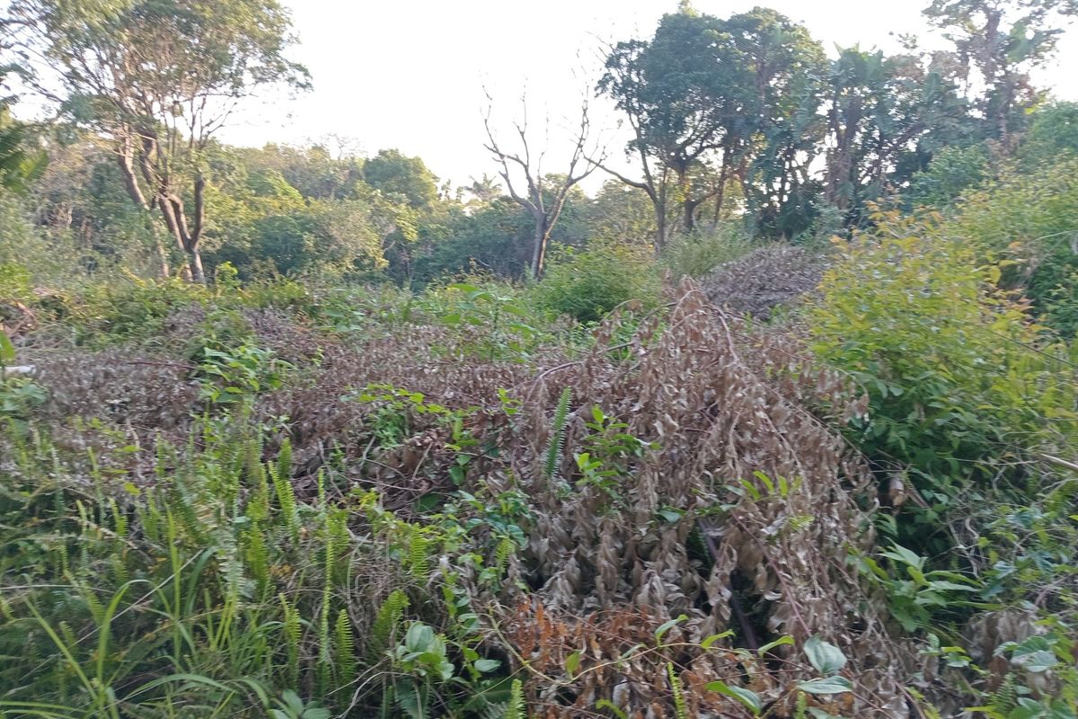 A view of a residential plot featuring dense, overgrown vegetation and mature trees, offering a natural setting for potential development.