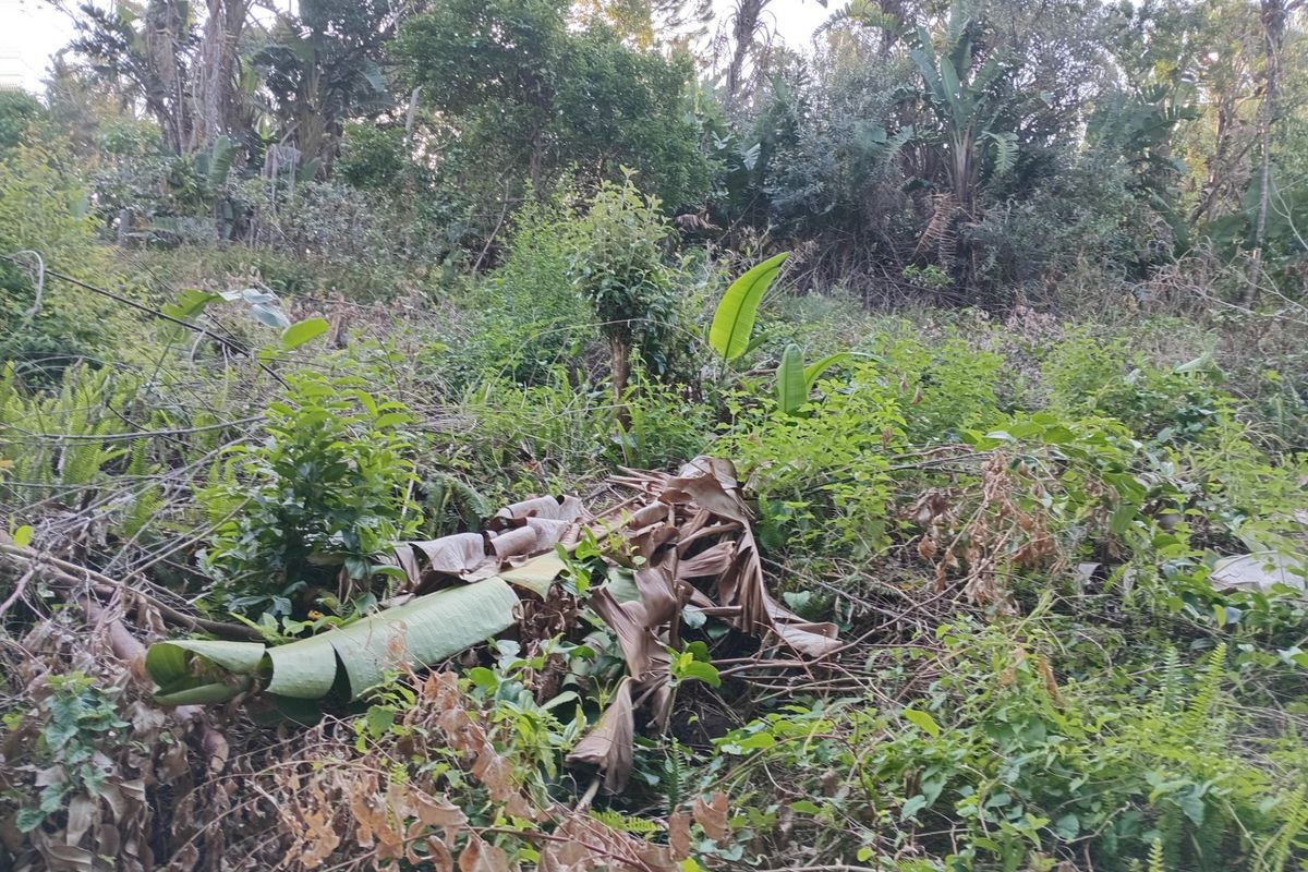 A view of the undeveloped residential land featuring dense natural vegetation and mature trees.