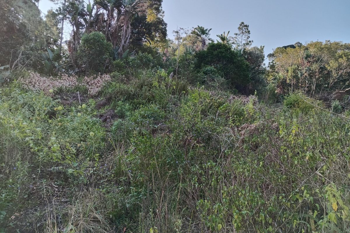 A view of a sloped, undeveloped residential plot featuring dense natural vegetation and mature trees.