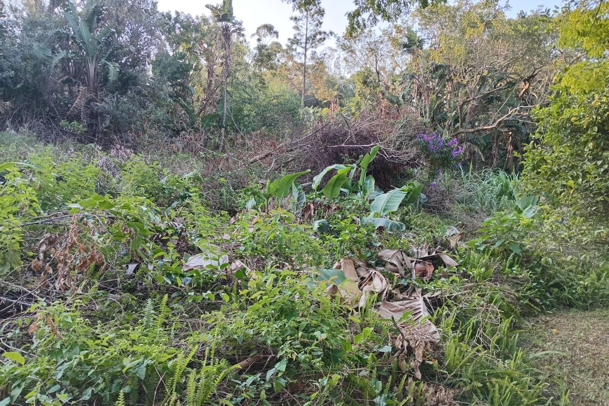 A view of a densely overgrown residential plot featuring mature trees and thick natural vegetation.