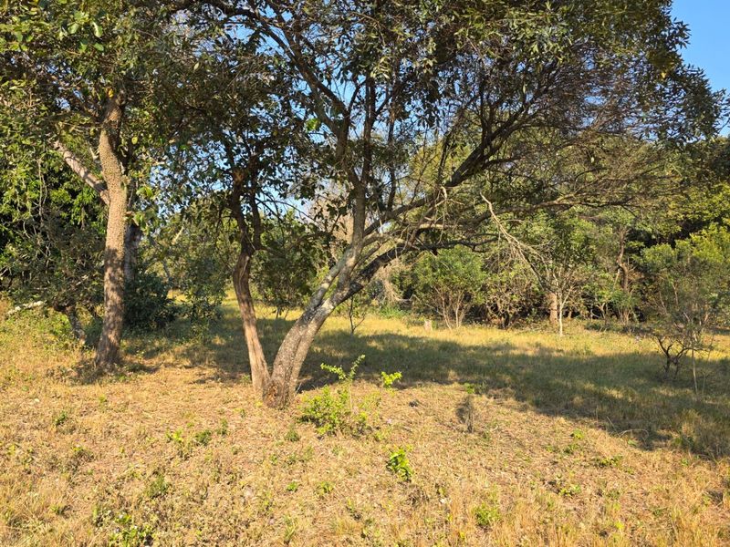 A view of a vacant residential plot featuring mature trees and natural vegetation, offering a peaceful and private setting for potential development.