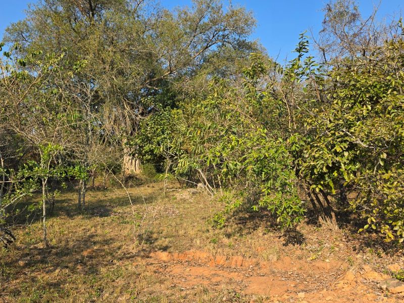 A view of the vacant residential land featuring mature trees and natural vegetation, offering a private and tranquil setting.