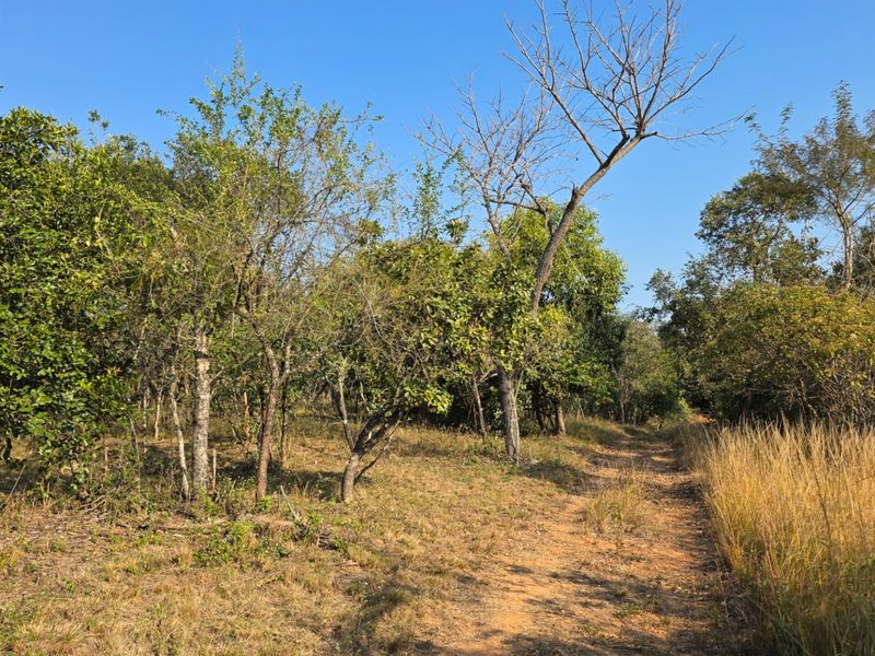 A view of a natural, undeveloped residential plot featuring native trees, shrubs, and a dirt access path.