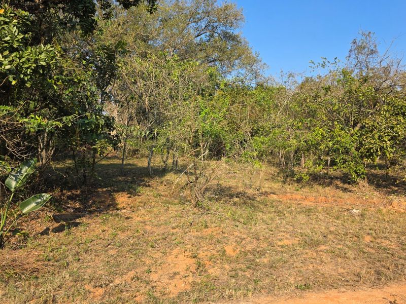 A view of a vacant residential plot featuring established trees and natural vegetation, offering a blank canvas for future development.