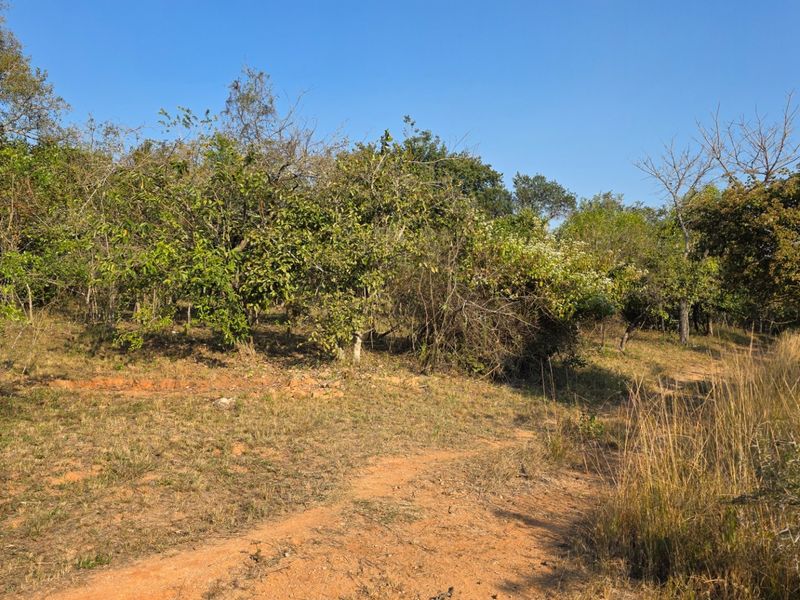 A view of a vacant residential plot featuring natural vegetation and an unpaved access path.