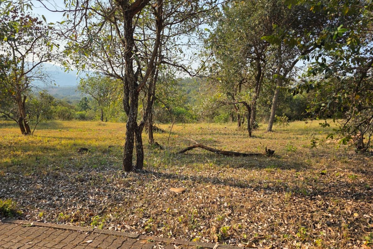 A view of a vacant residential plot featuring mature trees and natural landscape, bordered by a paved edge.