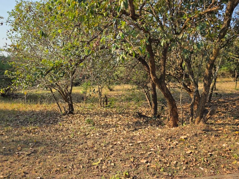 A view of the natural landscape featuring mature trees and dry ground cover on this residential vacant land plot.