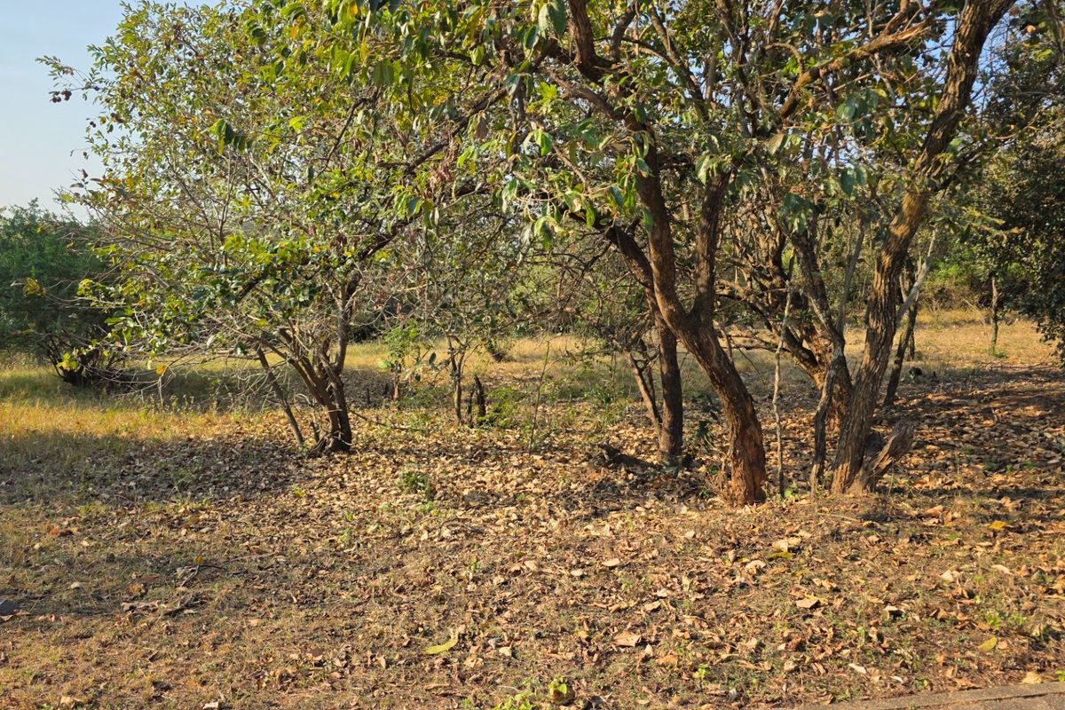 A view of the natural landscape featuring mature trees and dry ground cover on this residential vacant land plot.