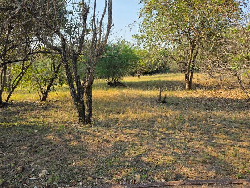 A view of a vacant residential plot featuring established trees and natural ground cover.
