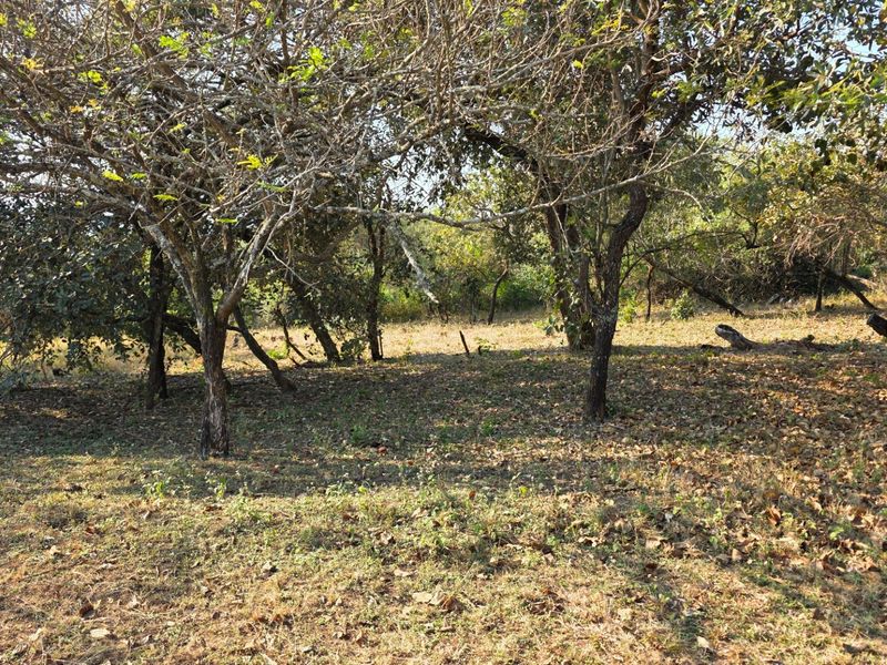 A view of a vacant residential plot featuring mature trees and natural ground cover, suitable for development.