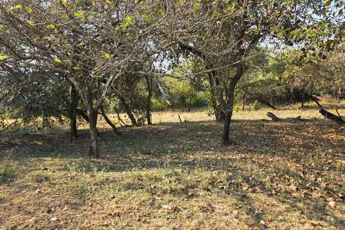 A view of a vacant residential plot featuring mature trees and natural ground cover, suitable for development.