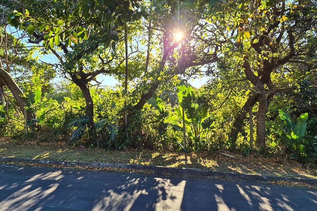 A view of the street frontage and established vegetation on this vacant residential land parcel.