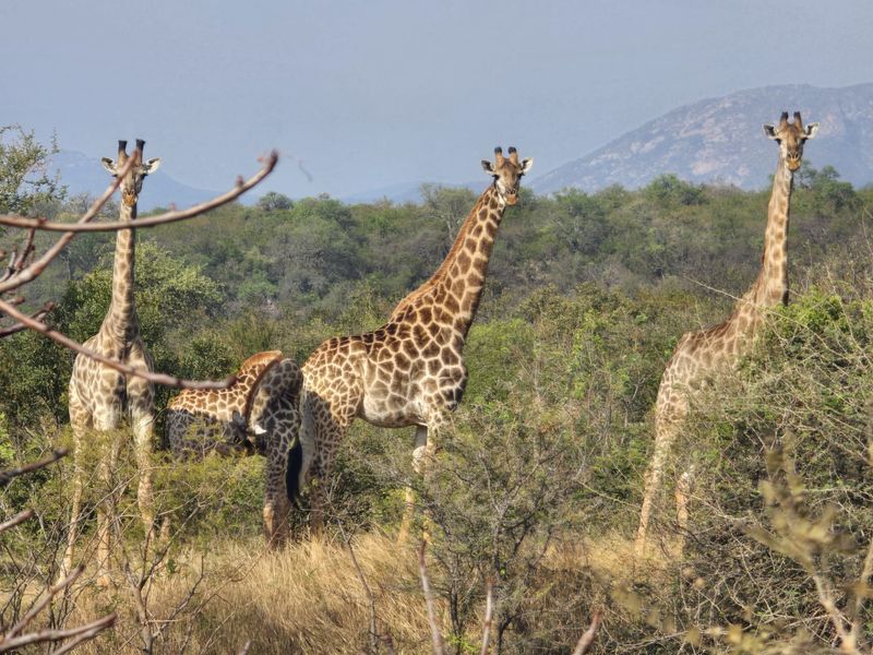 Located on the slopes of the  Drakensberg Mountains with views over mountain and Limpopo, Hoedspruit - Photo 1