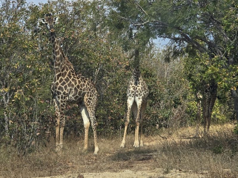 Located on the slopes of the  Drakensberg Mountains with views over mountain and Limpopo, Hoedspruit - Photo 7