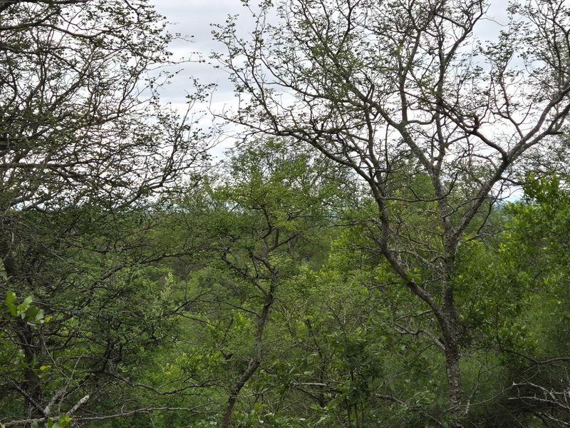Located on the slopes of the  Drakensberg Mountains with views over mountain and Limpopo, Hoedspruit - Photo 4