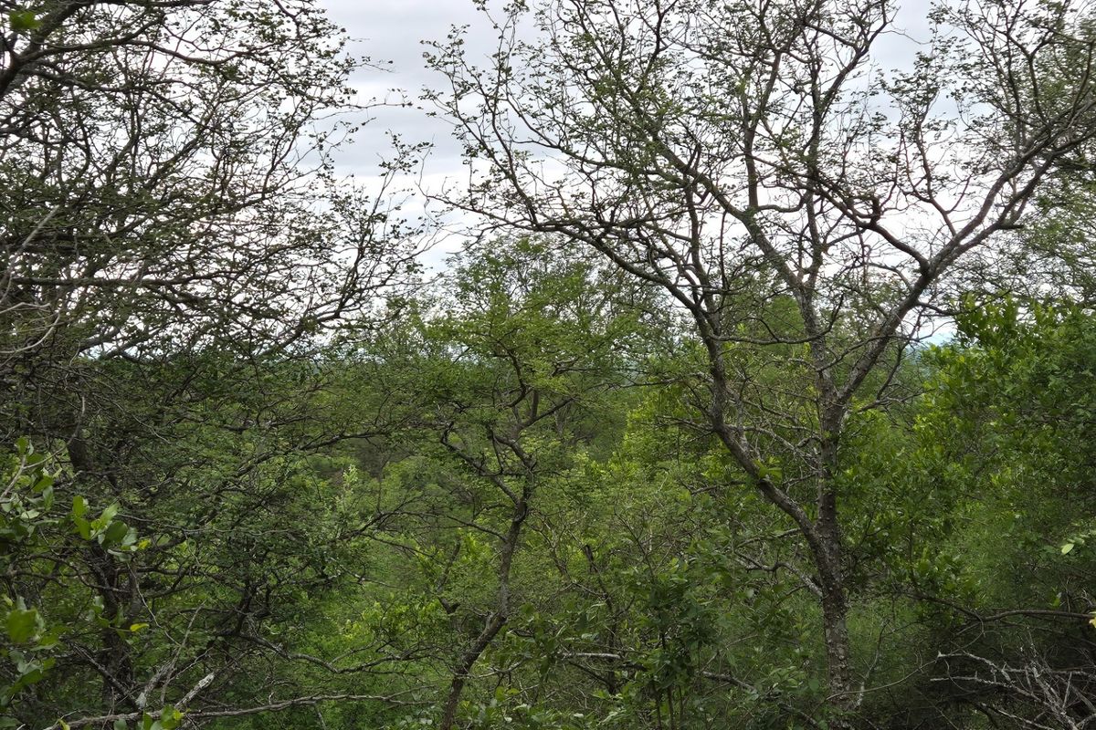 Located on the slopes of the  Drakensberg Mountains with views over mountain and Limpopo, Hoedspruit - Photo 4