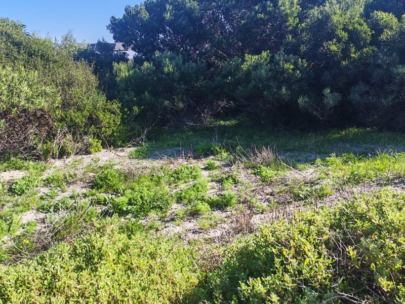 A view of a vacant residential plot featuring natural vegetation and sandy ground cover.