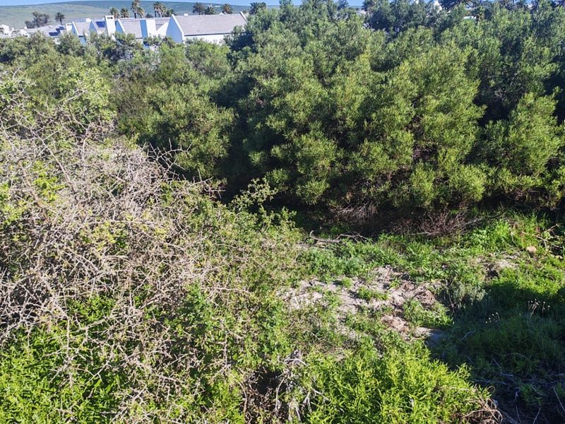 A view of the vacant residential land featuring dense native vegetation and shrubbery with surrounding residential properties visible in the background.