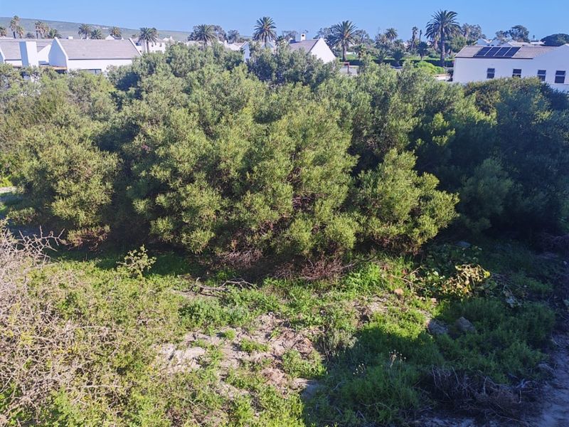 A view of the rear portion of the vacant residential plot featuring established native vegetation and sandy ground cover.