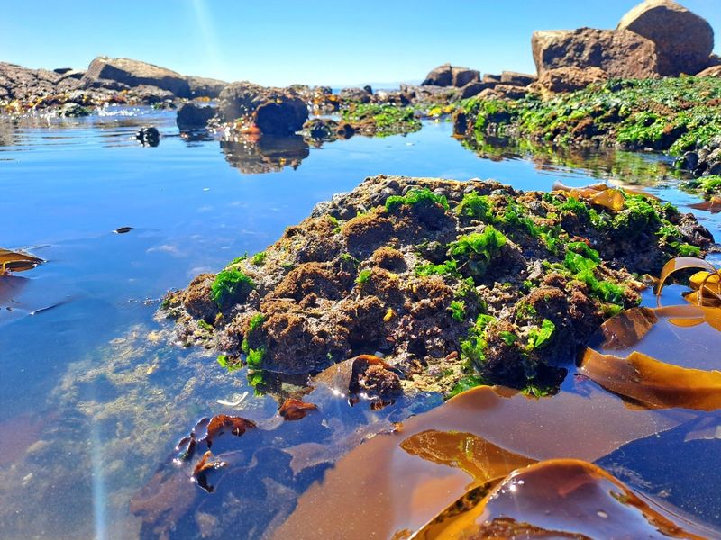 A scenic view of a natural coastal rock pool featuring seaweed and rock formations, highlighting the natural landscape of the vacant land property.