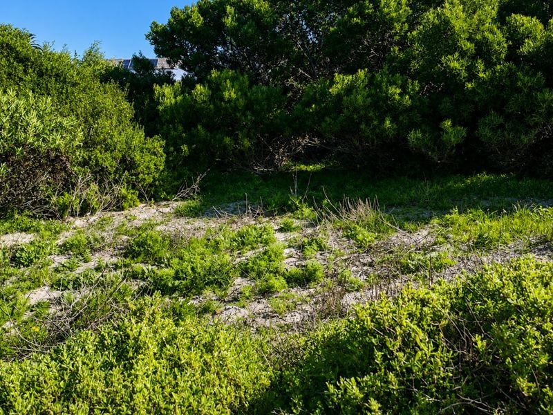 A view of a vacant residential plot featuring natural coastal vegetation and sandy ground cover.