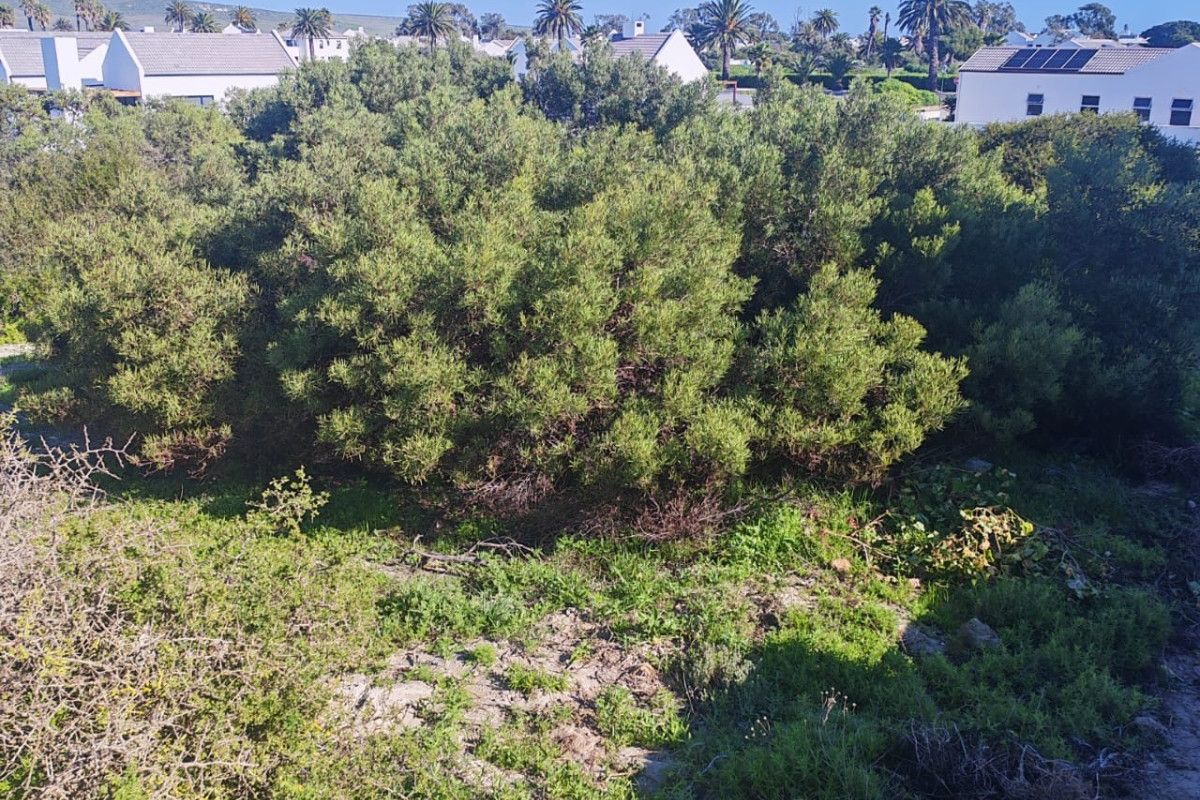 A view of the rear portion of the vacant residential plot featuring established native vegetation and sandy ground cover.