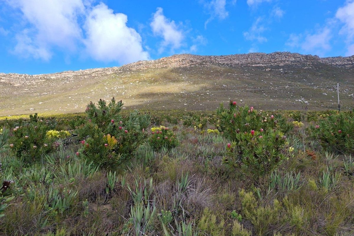 A scenic view of the natural landscape featuring indigenous fynbos vegetation and a prominent mountain backdrop.