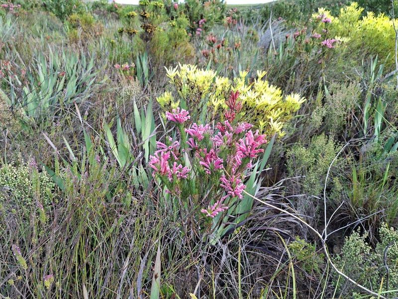 Farm For Sale in Riversdale Rural, Riversdale - Photo 5