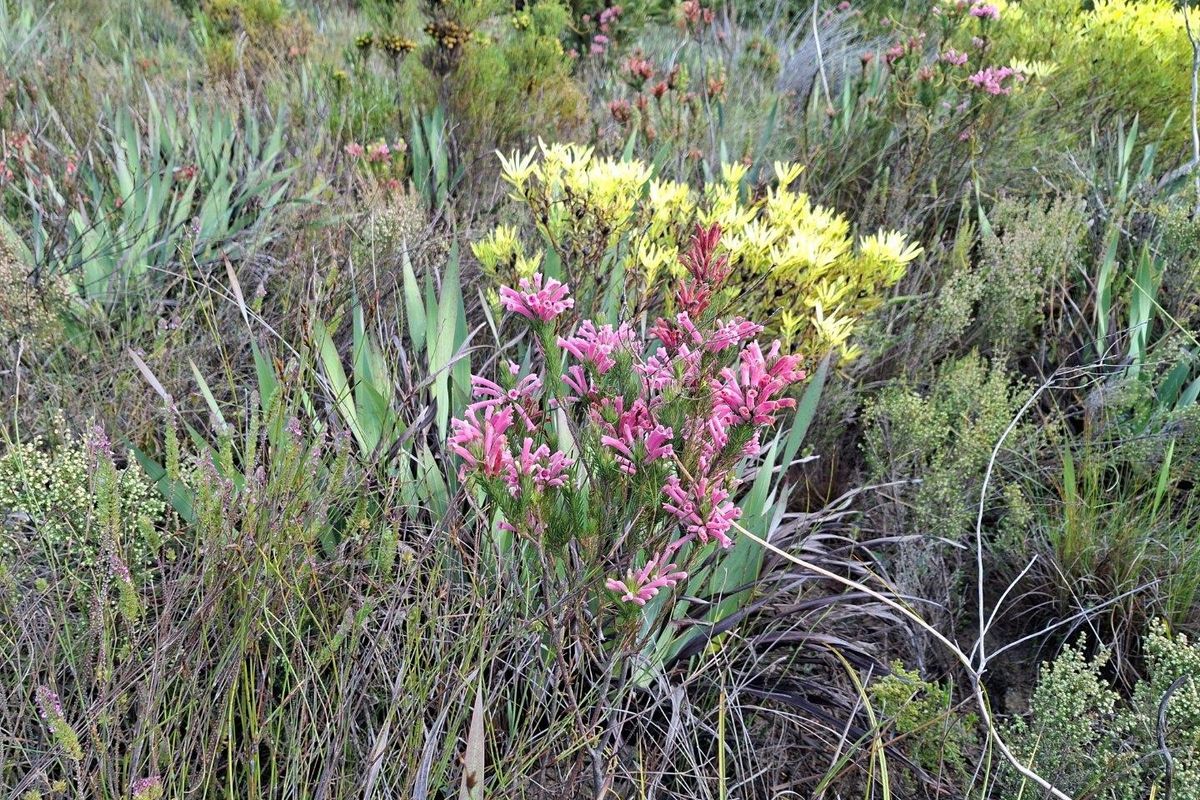 A close-up view of indigenous fynbos vegetation, showcasing the natural landscape and diverse plant life typical of the farm's environment.