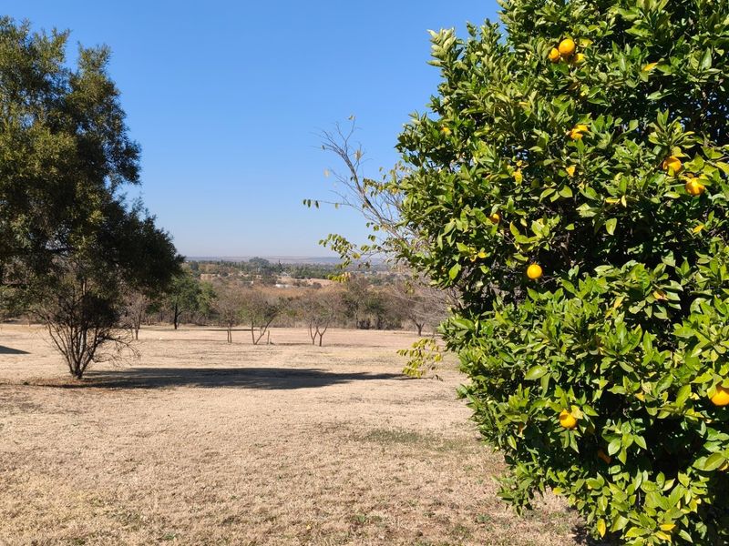 A scenic view overlooking the open landscape of the small holding, featuring a mature citrus tree in the foreground.