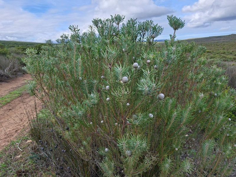 Farm For Sale in Riversdale Rural, Riversdale - Photo 9