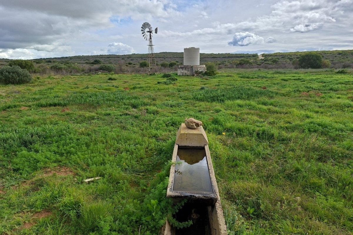 Open farm land featuring a traditional windmill, water storage tank, and a concrete livestock water trough.