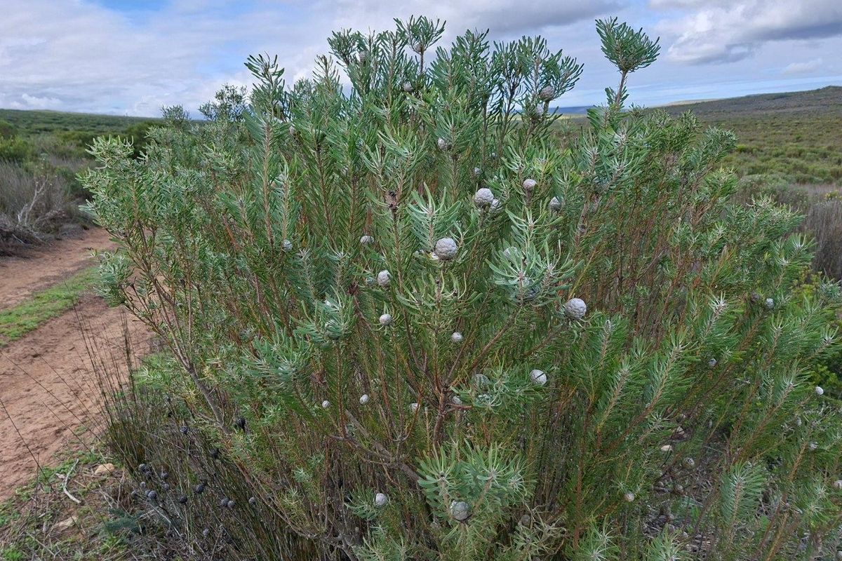 A view of native fynbos vegetation and a dirt track on the farm property.